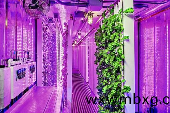 集(ji)裝箱(xiang)辳場(chang)開始(shi)火(huo)了，特斯(si)拉CEO的(de)弟(di)弟也(ye)開(kai)始(shi)在(zai)